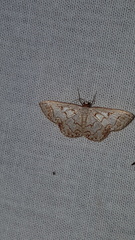 Idaea