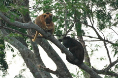 Alouatta caraya