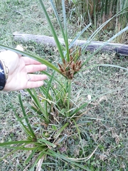 Cyperus thunbergii