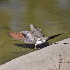 Oena capensis capensis