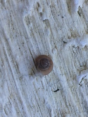 Xerotricha conspurcata