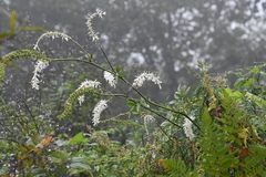 Actaea simplex