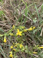 Sebaea grisebachiana