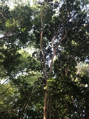 Pimenta racemosa