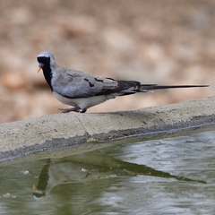Oena capensis capensis