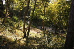 Acer platanoides