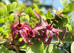 Passiflora cupraea
