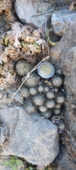 Cactaceae