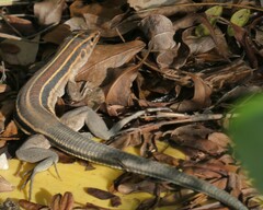 Pholidoscelis auberi