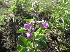 Stachys rugosa