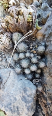 Cactaceae