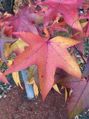 Liquidambar styraciflua