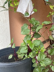 Persicaria chinensis