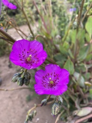 Cistanthe grandiflora