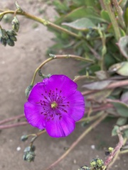 Cistanthe grandiflora