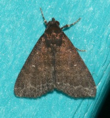 Physula albipunctilla