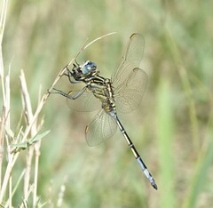 Orthetrum icteromelas