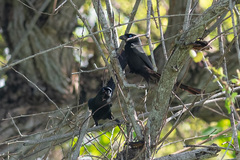 Crypsirina temia