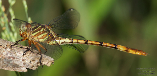 Narrow-striped Forceptail photo 4