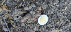 Mammillaria pottsii