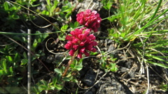 Trifolium burchellianum
