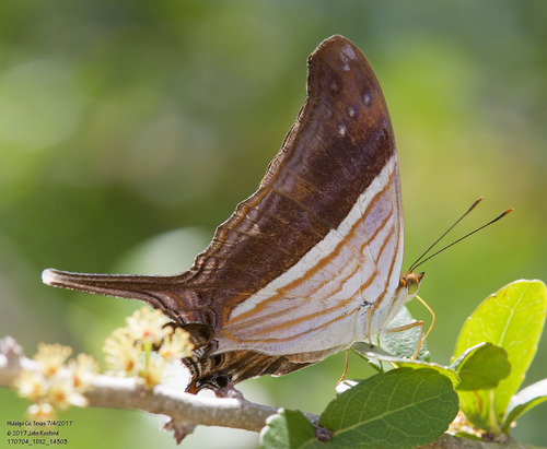 Many-banded Daggerwing photo 5