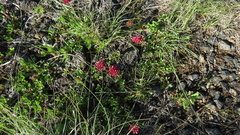 Trifolium burchellianum