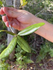 Quercus hemisphaerica