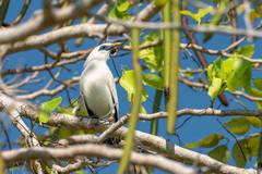 Leucopsar rothschildi