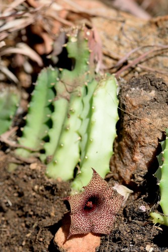 Huernia loeseneriana