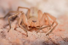 Eusparassus