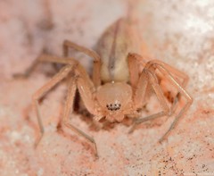 Eusparassus