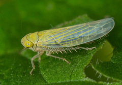 Elymana sulphurella