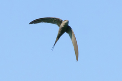 Cypsiurus parvus