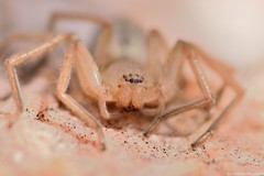 Eusparassus