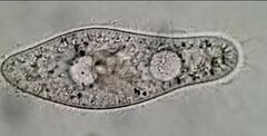 Paramecium
