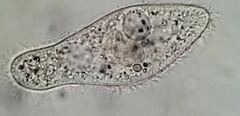 Paramecium
