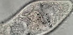 Paramecium