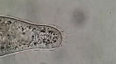 Paramecium
