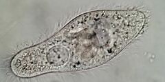 Paramecium