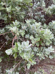 Leucophyllum