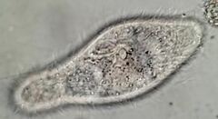 Paramecium