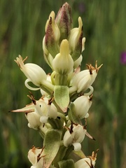 Satyrium ligulatum