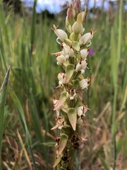 Satyrium ligulatum