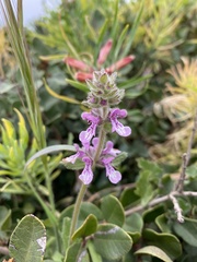 Stachys grandidentata
