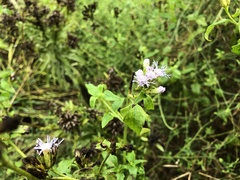 Tamaulipa azurea