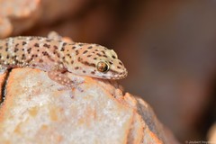 Pachydactylus capensis