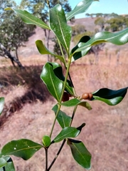 Peponidium buxifolium