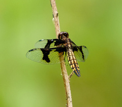 Palpopleura portia