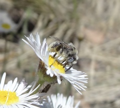 Anthophorula